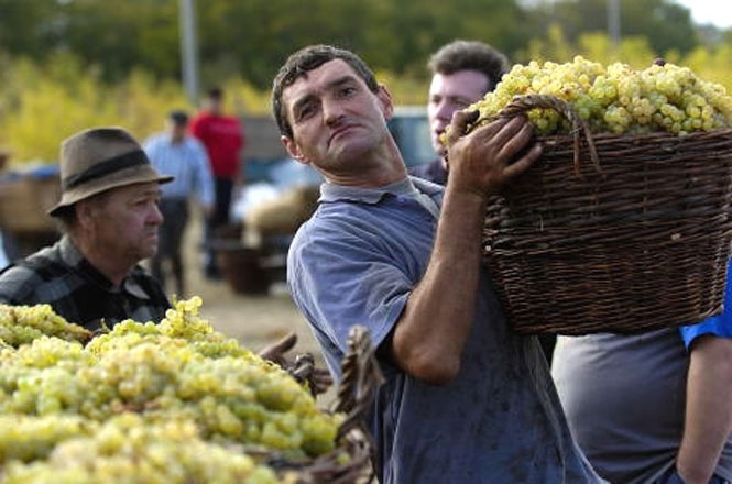 В Україні майже немає свого винограду, тому доводиться імпортувати