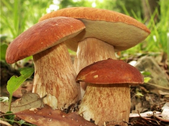 На Хмельниччині зафіксовано три випадки отруєння грибами