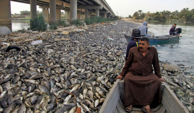 В Іраку вимерли тисячі тонн прісноводного коропа
