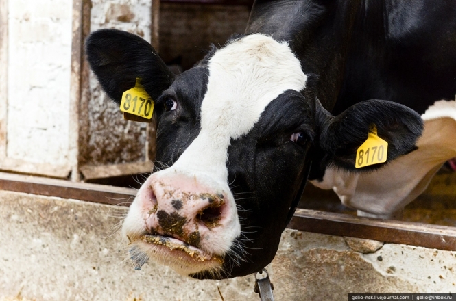 Аграріям нараховано 260 млн грн дотацій за утримання корів