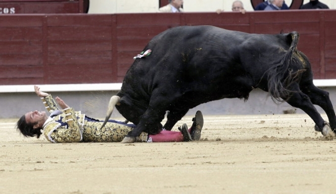 Кривава поразка: бики відправили до лікарні усіх матадорів на святі у Мадриді