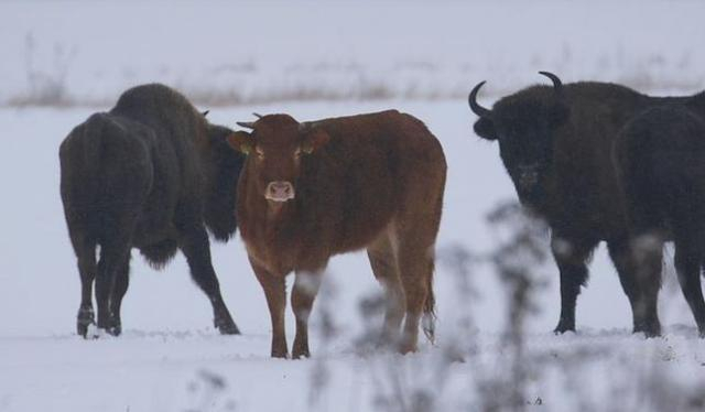 В Польше корова, которую кормили для забоя убежала от хозяина в лес к зубрам