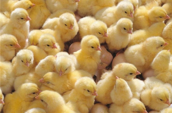 У Грузії сотні курчат вилупилися з вивезених на сміттєзвалище яєць

