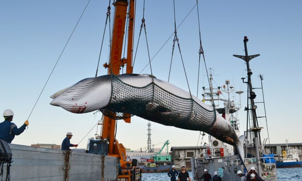 Міжнародне співтовариство обурене рішенням Японії відновити полювання на китів