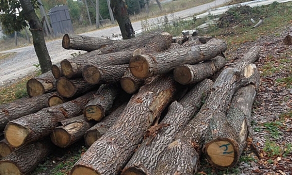 На Тернопільщині чиновник організував незаконний лісовий бізнес