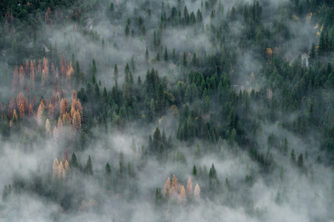 На Земле стало больше лесов за последние 35 лет