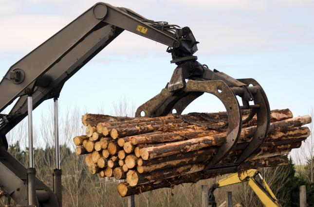Украина экспортирует в ЕС незаконную древесину для поставщиков Ikea и H&M, - исследователи