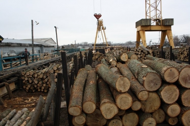 Украина ежегодно теряет 2200000000 грн от нелегальных схем с вырубкой леса