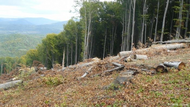 У Львівській області чиновники розікрали лісу на 6,5 млн грн