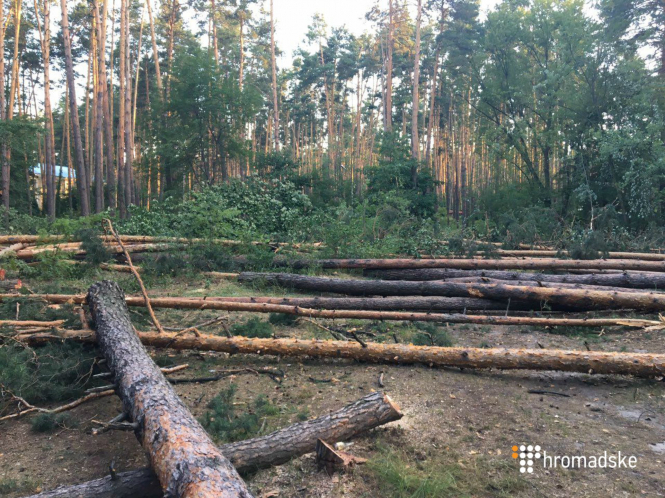На Львівщині виявили незаконні вирубки дерев на понад 700 тис грн