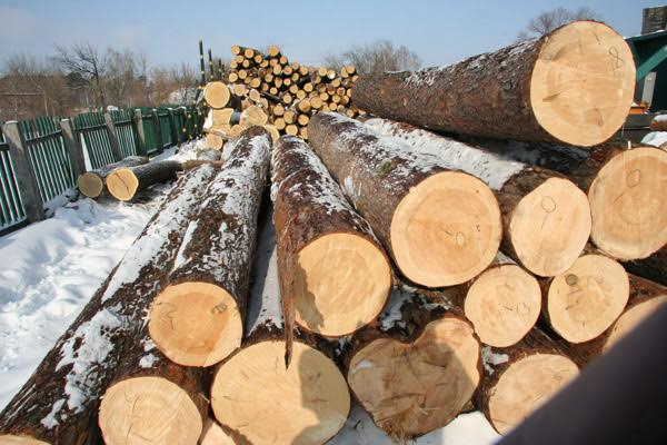 За минулий рік Україна втратила від незаконної вирубки лісу 67 млн грн, - ГПУ