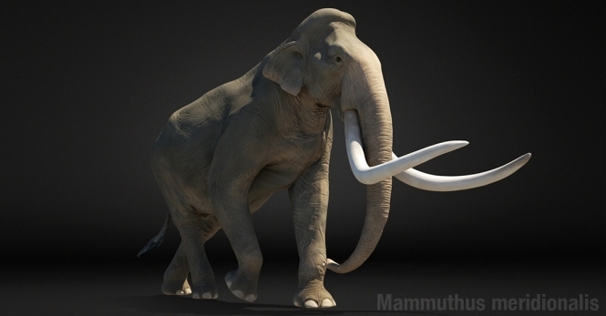 В Мариуполе нашли останки южного слона, которым более миллиона лет, - ВИДЕО