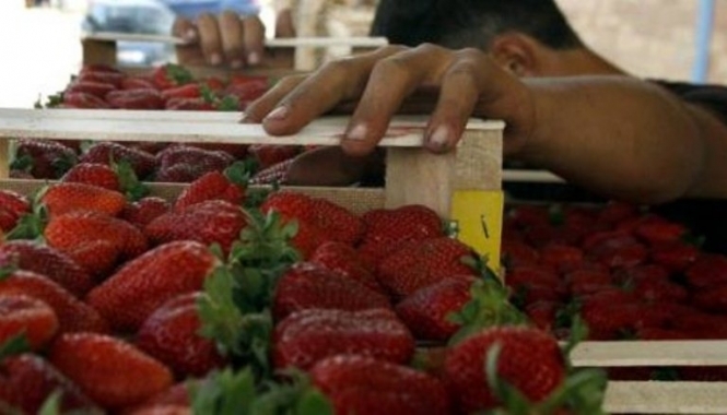 У Росії знищать 12 тонн української полуниці