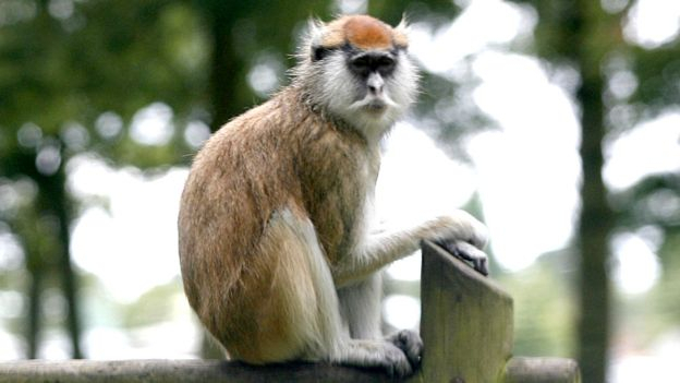 В пожаре на територии сафари-парка Англии погибли 13 обезьян-гусар