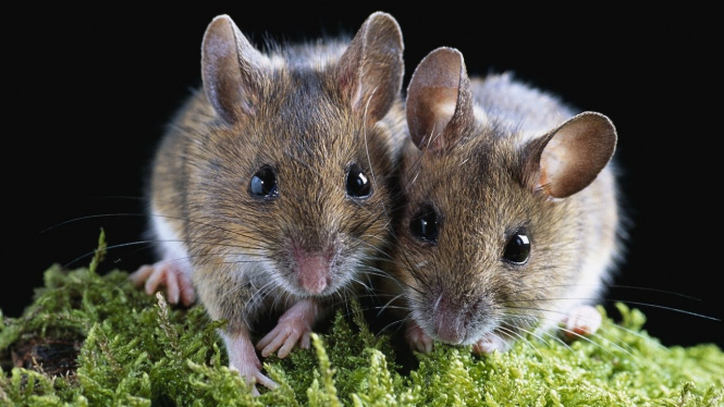 У Сумській митниці кажуть, що миші з’їли дві тони конфіскованих горіхів, - ВІДЕО