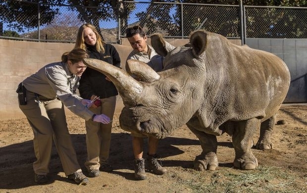 В США помер один з останніх північних білих носорогів