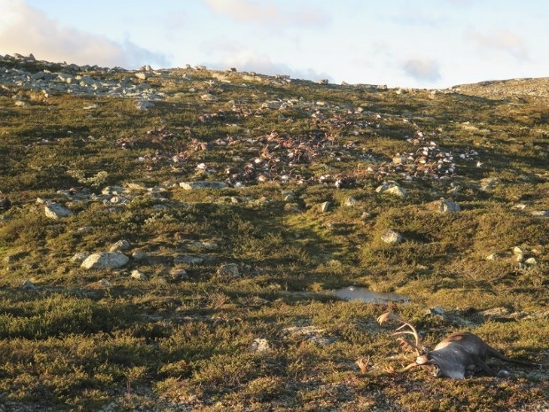В Норвегії з невідомої причини загинули 323 олені