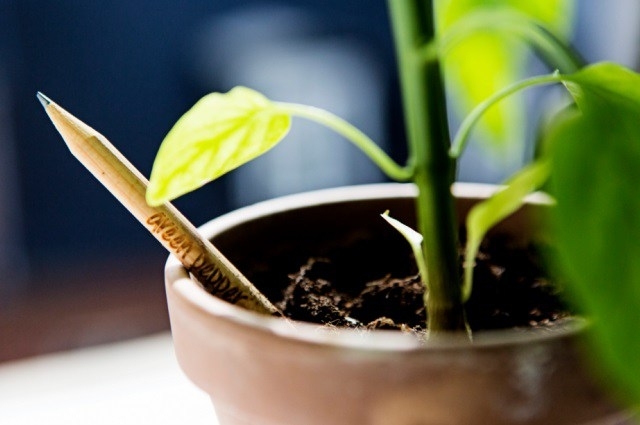 Студенты создали эко-карандаши, из которых можно выращивать растения