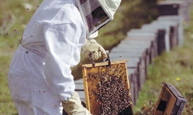 Солодке життя українців: країна виробляє найбільше в світі меду на душу населення