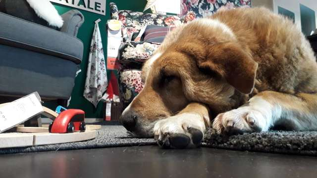 IKEA в Італії дозволила вуличним собакам грітися у магазинах
