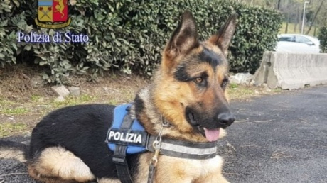 Римська поліція взяла на службу безпритульного собаку