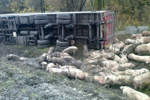 На Полтавщине в ДТП погибли 50 свиней