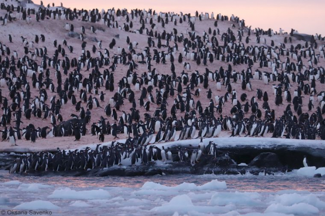 Тисячі пінгвінів зібралися неподалік української полярної станції. Як так сталося?
