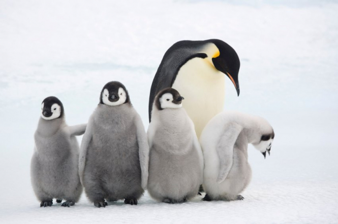 Колонія королівських пінгвінів скоротилася на 90% за 30 років
