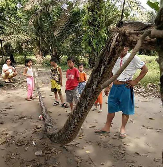 В Индонезии крестьяне съели гигантского питона