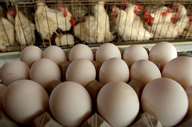 В Украине дорожают яйца из-за сокращения экспорта