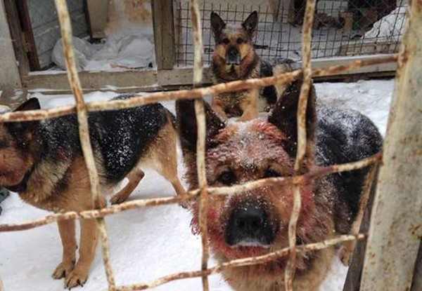 На Київщині зграя собак на смерть загризла бійця АТО, - ОНОВЛЕНО