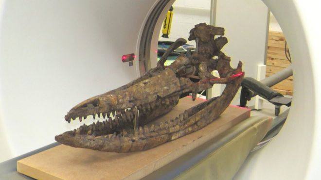 Ученые реконструировали в 3D череп морской рептилии, которому 200 млн. лет