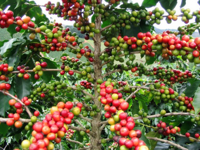 У світі 60% видів кави під загрозою зникнення 
