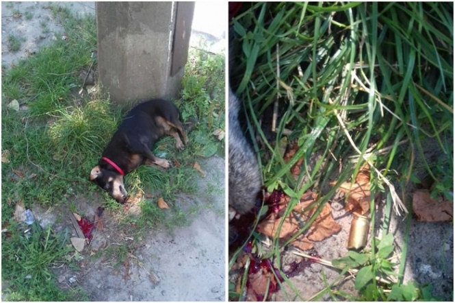У Києві водій накричав на жінку-пішохода і застрелив її собаку
