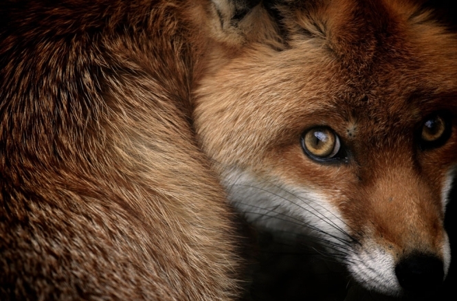 Британський уряд відмовився розглядати питання повернення полювання на лис