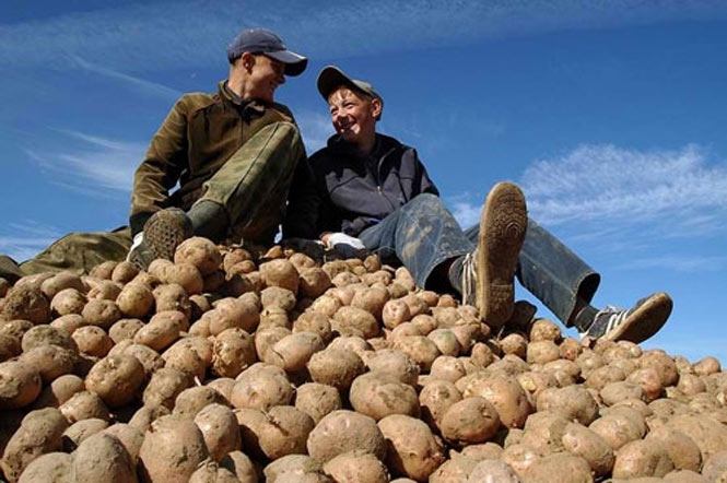 Россия боится украинского картофеля 