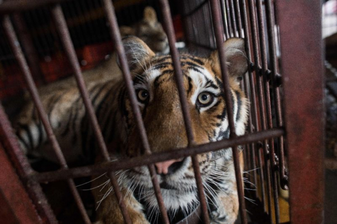 В Україні хочуть заборонити виступи диких тварин у цирках