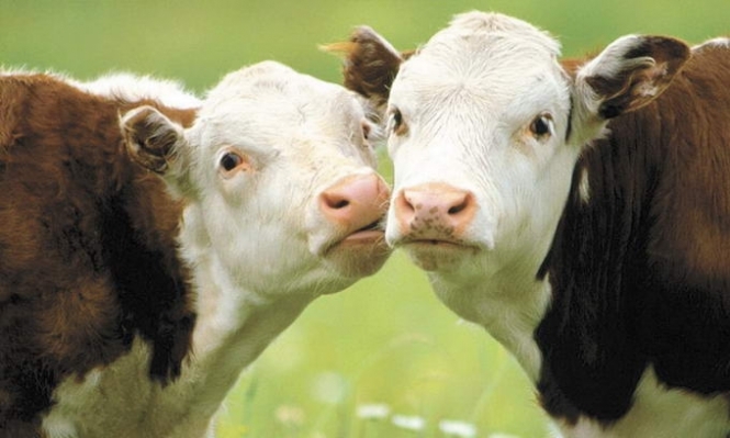 Швейцарці на референдумі вирішать, чи залишати коровам роги