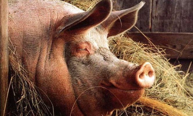 Євросоюз дасть грошей Україні на боротьбу з чумою у свиней