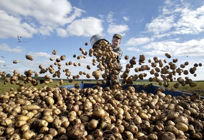 Білорусь відмінила обмеження на ввезення української картоплі