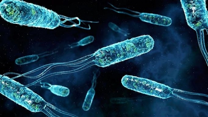 К 2050 году супербактерии ежегодно будут убивать 10 млн человек