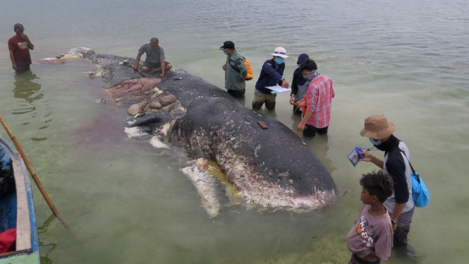 У шлунку мертвого кита знайшли майже шість кілограмів пластику

