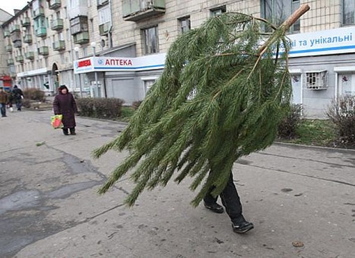 Киевляне могут сдать елки на утилизацию, - Киевзеленстрой