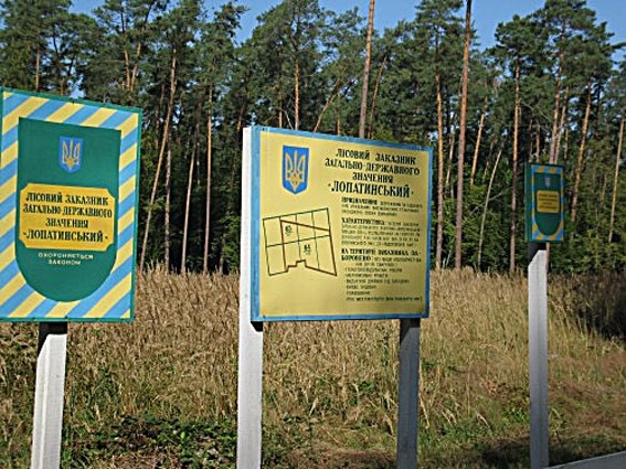На Львовщине чиновник вырубал редкие деревья, чем нанес государству 22 млн грн убытков