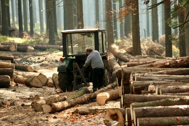 Главного экоинспектора Прикарпатья уволили из-за вырубки карпатских лесов
