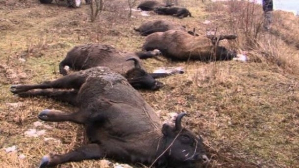 На Вінничині п'яні браконьєри вбили 17 зубрів: їм загрожує в'язниця