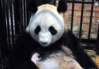 У токійському зоопарку загинуло дитинча панди