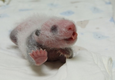 У світі з'явилася ще одна панда: перші фото малюка