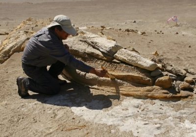 У пустелі Перу археологи знайшли кістки кита