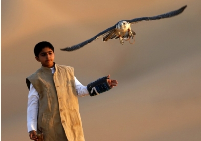 Древній спорт бедуїнів і хобі мільйонерів: фестиваль соколиного полювання в Арабських Еміратах